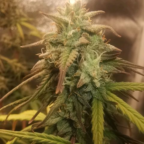 Cheesy Auto growlog timeline photo