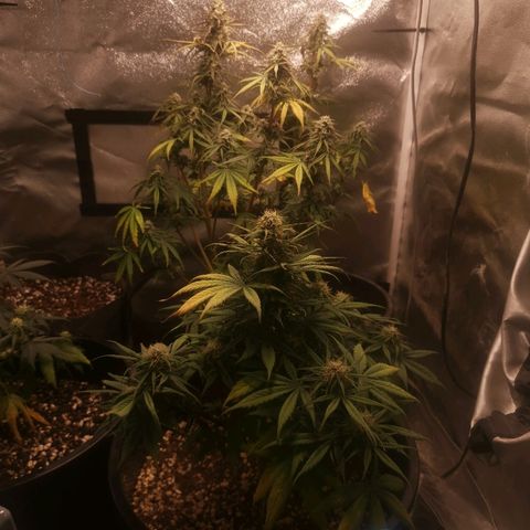 Cheesy Auto growlog timeline photo