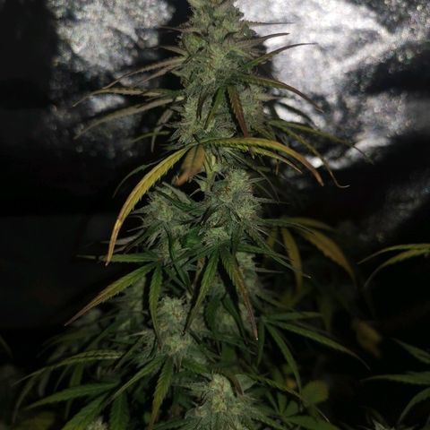 Cheesy Auto growlog timeline photo
