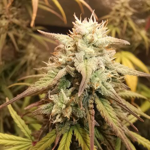 Cheesy Auto growlog timeline photo