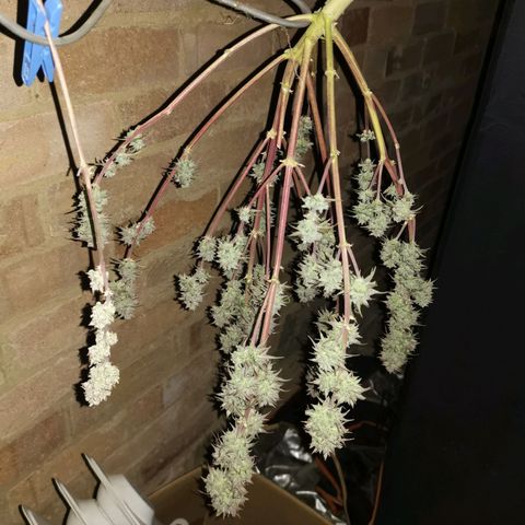 Cheesy Auto growlog timeline photo