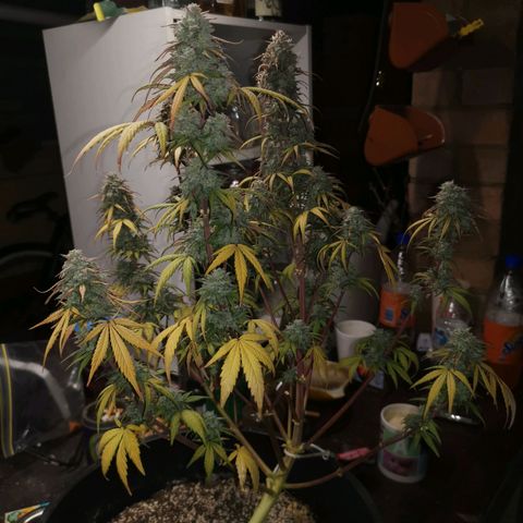Cheesy Auto growlog timeline photo