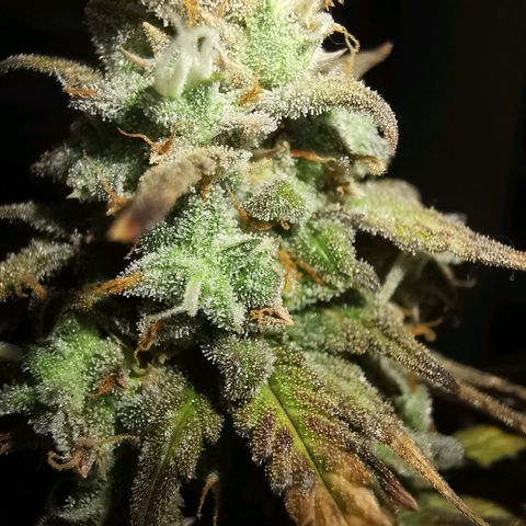 Cheesy Auto growlog timeline photo