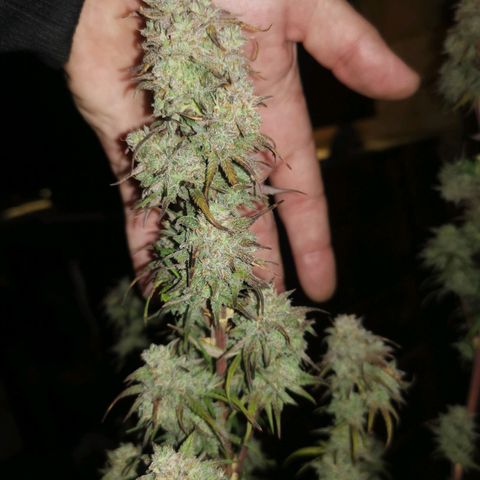 Cheesy Auto growlog timeline photo