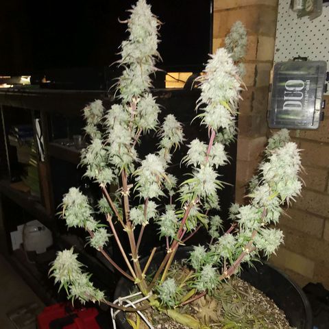 Cheesy Auto growlog timeline photo