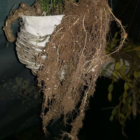 Cheesy Auto growlog timeline photo