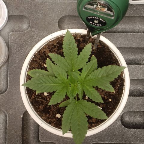 King - Amnesia Lemon growlog photo: 5-6 nodes