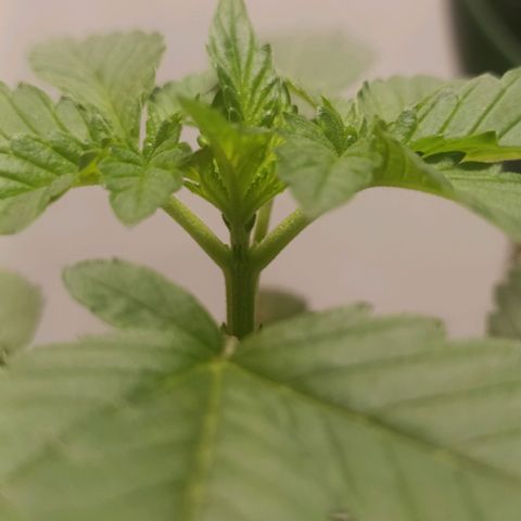 King - Amnesia Lemon growlog photo: 5-6 nodes