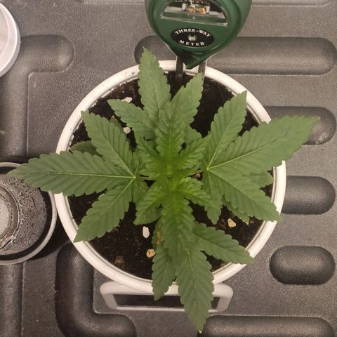King - Amnesia Lemon growlog photo: node 6-7