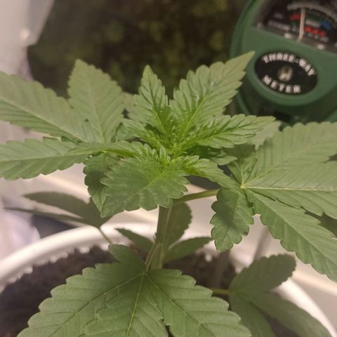 King - Amnesia Lemon growlog timeline photo
