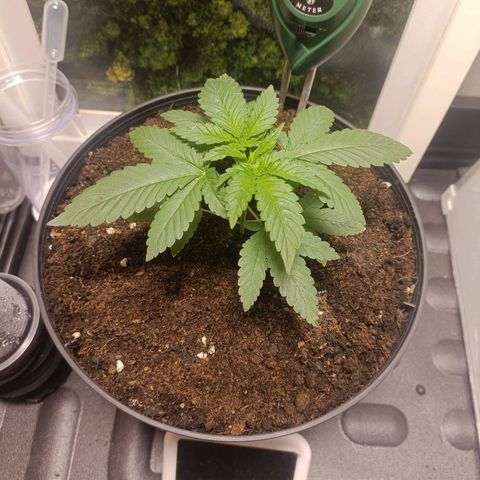 King - Amnesia Lemon growlog photo: 2nd transplant