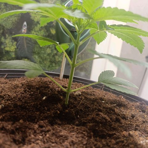 King - Amnesia Lemon growlog timeline photo