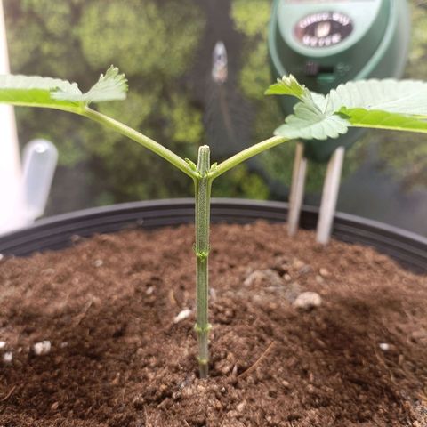 King - Amnesia Lemon growlog photo: 1st Topping
grow 6-7 nodes
top @ 5th node