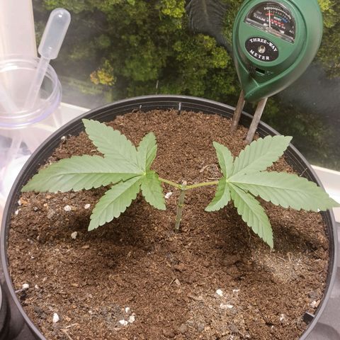 King - Amnesia Lemon growlog timeline photo