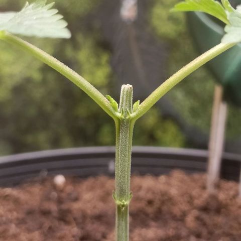 King - Amnesia Lemon growlog timeline photo