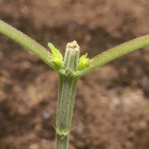 King - Amnesia Lemon growlog timeline photo