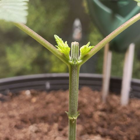 King - Amnesia Lemon growlog timeline photo