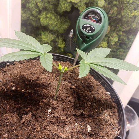King - Amnesia Lemon growlog timeline photo