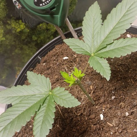 King - Amnesia Lemon growlog timeline photo