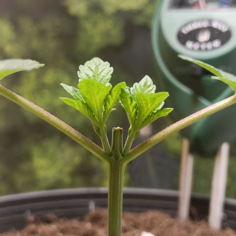 King - Amnesia Lemon growlog timeline photo