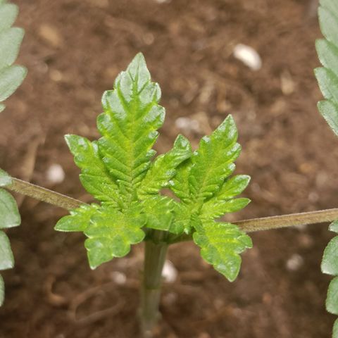 King - Amnesia Lemon growlog timeline photo