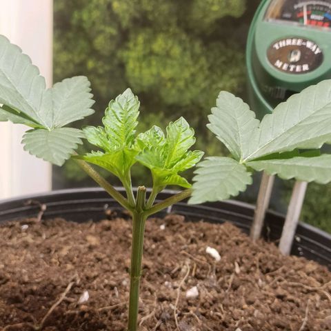 King - Amnesia Lemon growlog timeline photo