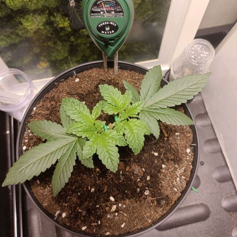 King - Amnesia Lemon growlog timeline photo