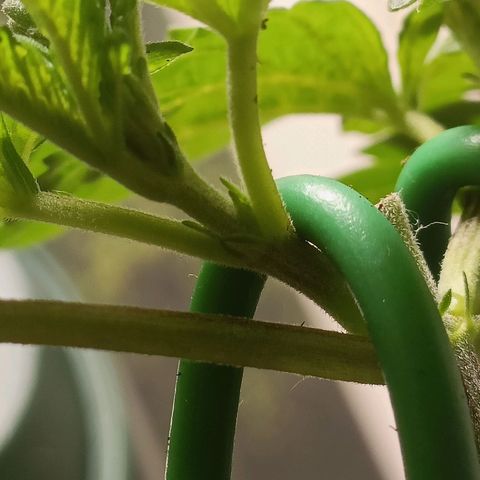 King - Amnesia Lemon growlog timeline photo