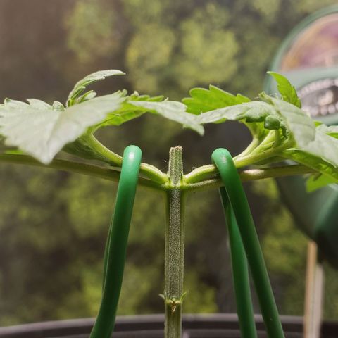 King - Amnesia Lemon growlog timeline photo