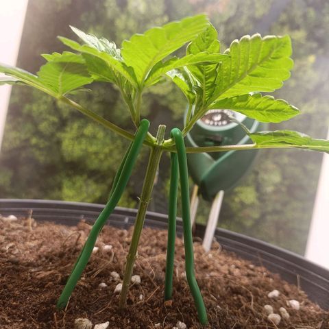 King - Amnesia Lemon growlog timeline photo
