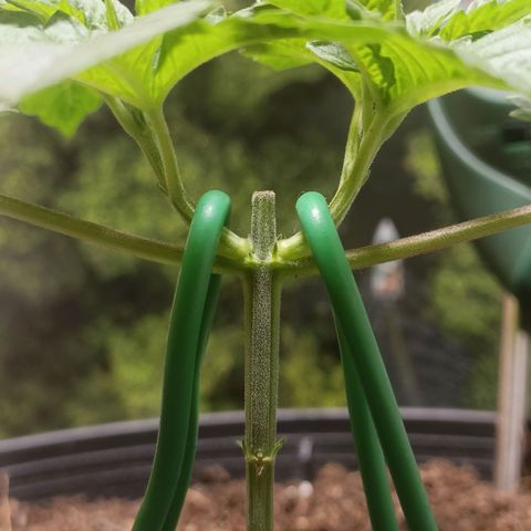King - Amnesia Lemon growlog timeline photo