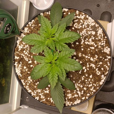 King - Amnesia Lemon growlog timeline photo