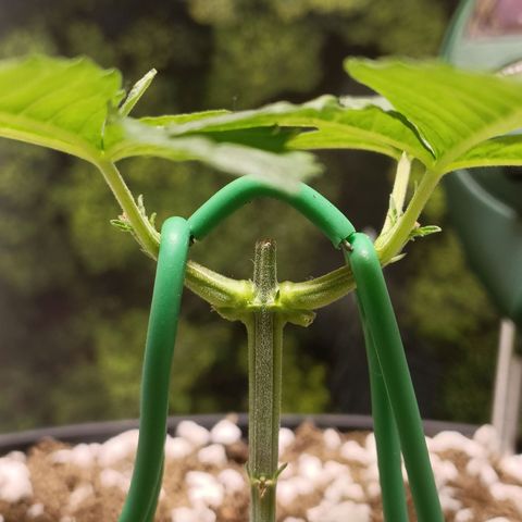 King - Amnesia Lemon growlog timeline photo