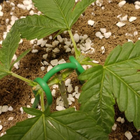 King - Amnesia Lemon growlog timeline photo