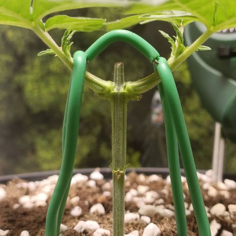 King - Amnesia Lemon growlog timeline photo