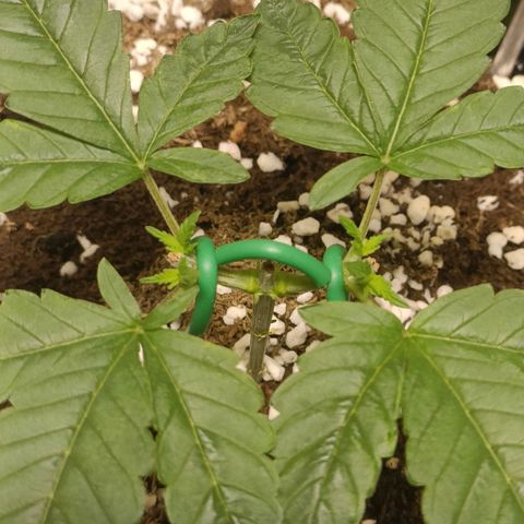 King - Amnesia Lemon growlog timeline photo