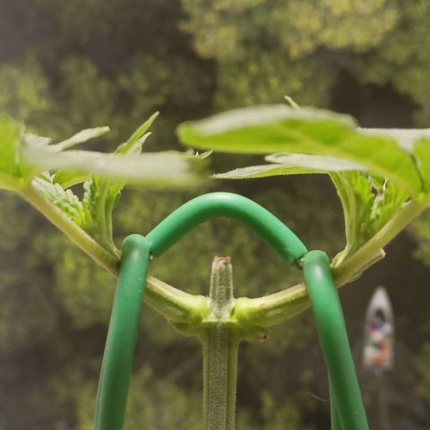 King - Amnesia Lemon growlog timeline photo