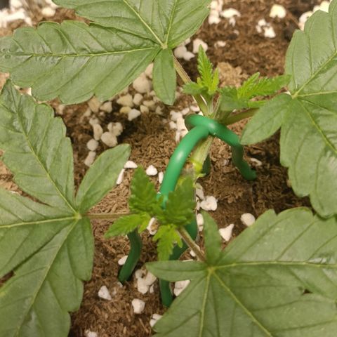 King - Amnesia Lemon growlog timeline photo