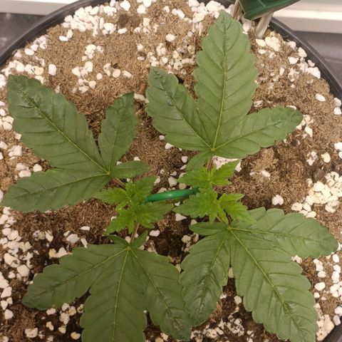 King - Amnesia Lemon growlog timeline photo