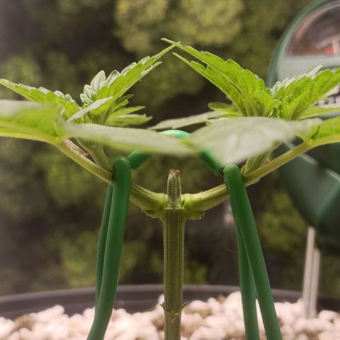 King - Amnesia Lemon growlog timeline photo