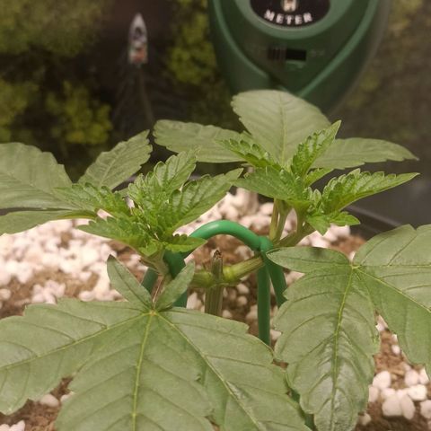King - Amnesia Lemon growlog timeline photo