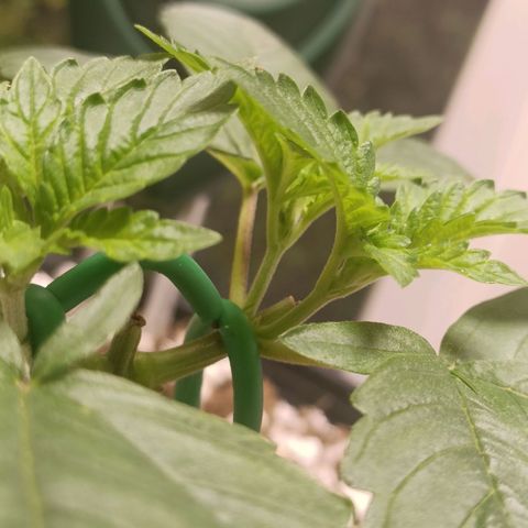 King - Amnesia Lemon growlog timeline photo