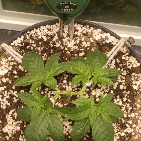 King - Amnesia Lemon growlog timeline photo