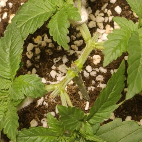 King - Amnesia Lemon growlog timeline photo