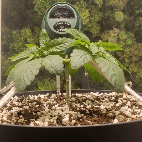 King - Amnesia Lemon growlog timeline photo