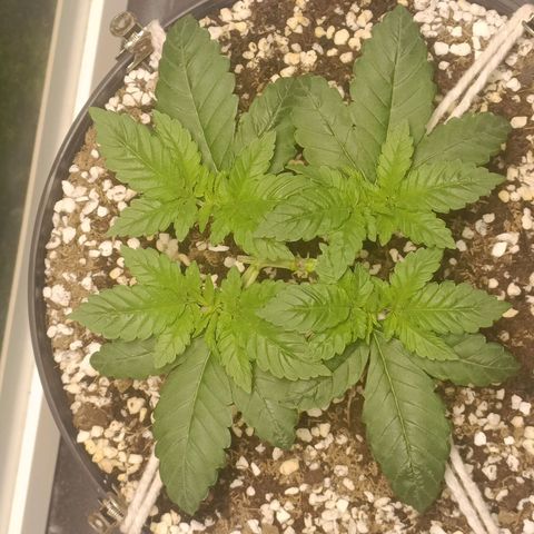 King - Amnesia Lemon growlog timeline photo