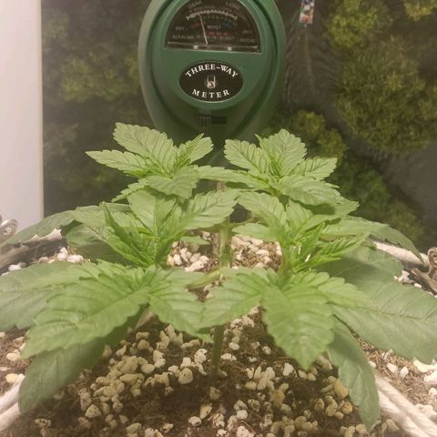 King - Amnesia Lemon growlog timeline photo