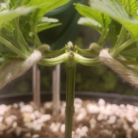 King - Amnesia Lemon growlog timeline photo