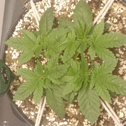 King - Amnesia Lemon growlog timeline photo