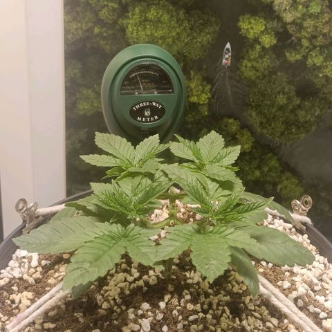 King - Amnesia Lemon growlog timeline photo